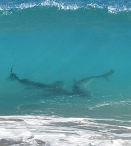 fot. Rekiny u wybrzeży Florydy