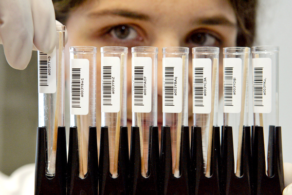 Pracownik laboratorium analizy DNA trzyma w dłoniach kilka fiolek zawierających próbki śliny fot. Frank May/PAP/EPA