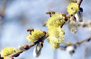 Pszczoły miodne w zagrożeniu fot.Janos Vajda/PAP/EPA