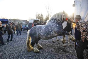 The Skaryszew Horse Fair      Photo: Michal Walczak/PAP/EPA