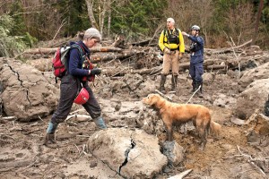 Pies mADDee pomaga w poszukiwaniach ofiar lawiny błotnej w stanie Waszyngton fot.Matt Mills Mcknight/PAP/EPA