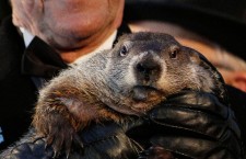 Punxsutawney Phil predicts the Weather on Groundhog Day