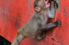 A monkey drinks water from a tap on a hot afternoon in Jammu