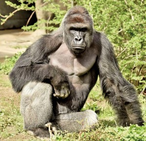 Goryl Harambe fot.Cincinnati Zoo/Handout/EPA 