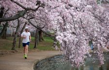 2018 National Cherry Blossom Festival, Washington, USA - 04 Apr 2018