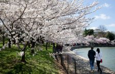 2018 National Cherry Blossom Festival, Washington, USA - 05 Apr 2018