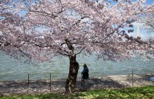 2018 National Cherry Blossom Festival, Washington, USA - 05 Apr 2018