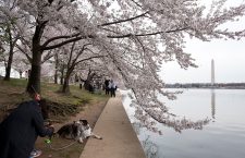 2018 National Cherry Blossom Festival, Washington, USA - 06 Apr 2018