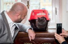 Abandoned cat Wrocek lives with mayor of Wroclaw, Poland - 04 Feb 2019